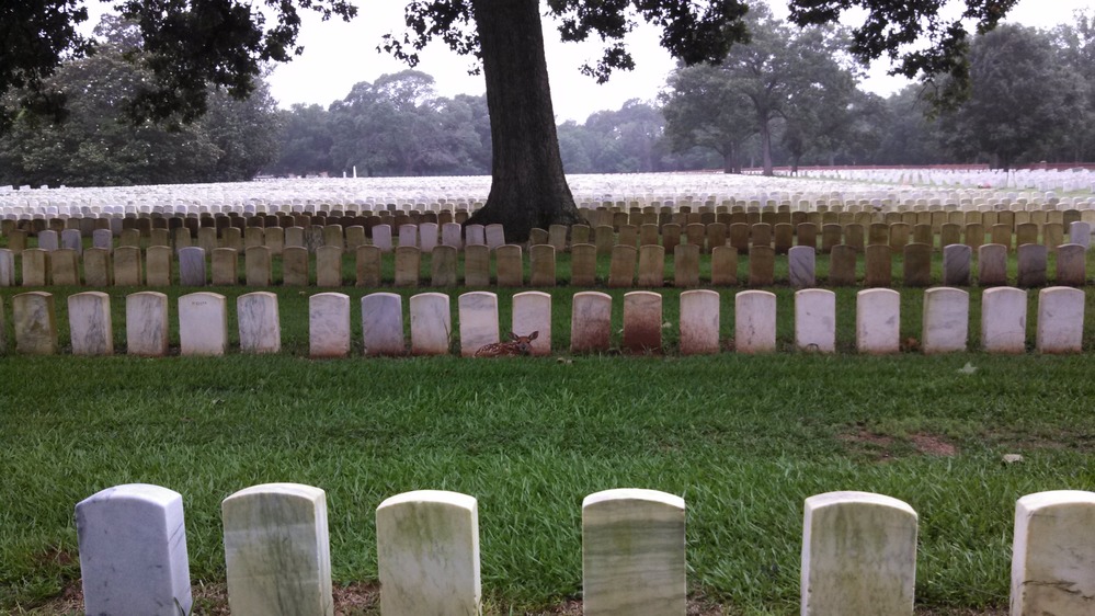 A fawn rests against headstones at the rear of section H in the national cemetery.