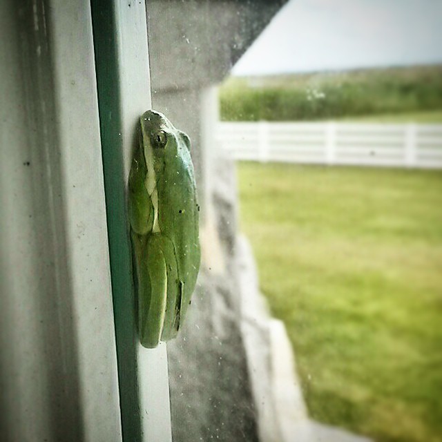 Green Tree Frog