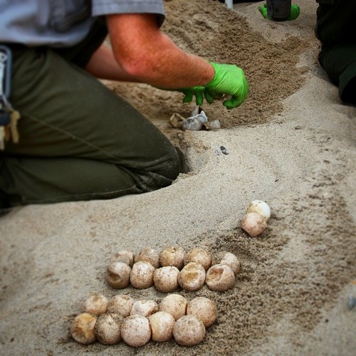 July 31st, 2014 Nest Excavation