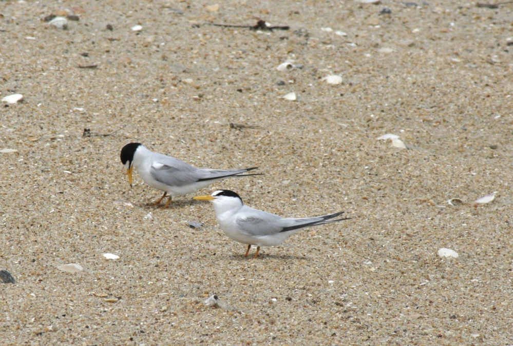 Least Terns