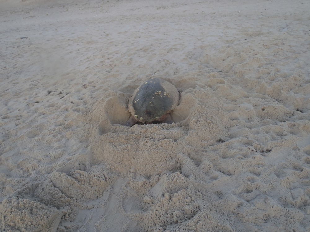 Nesting Loggerhead Sea Turtle