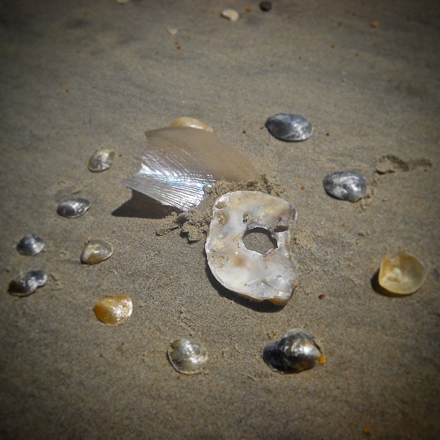 Ever wonder what makes some mollusk shells so shiny? It's nacre (mother of pearl), which is created by the animal inside to coat the interior of their shell. #AmazingNature #Mollusks #StuffOfPearls #Shells #NationalParks #NaturalWonder #NationalSeashore