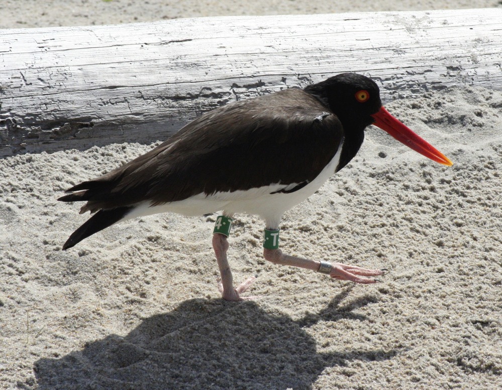 American Oystercatcher