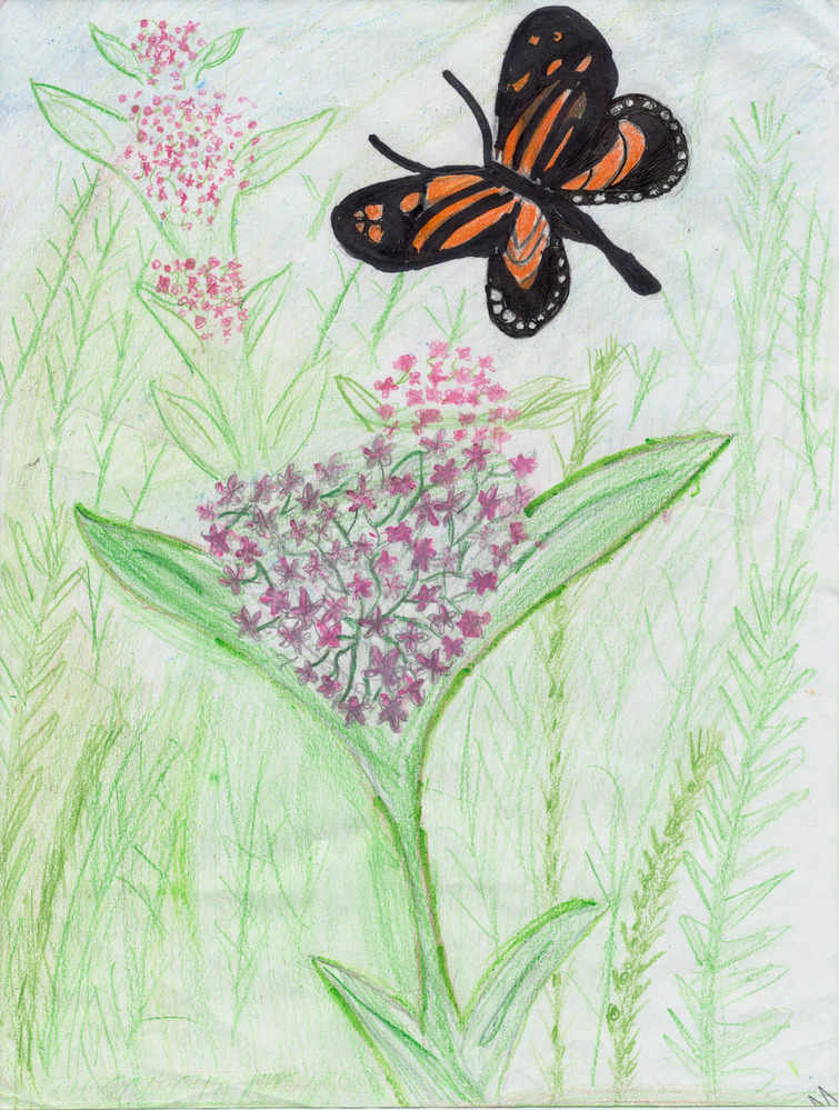 student artwork - drawing of red wildflower with butterfly
