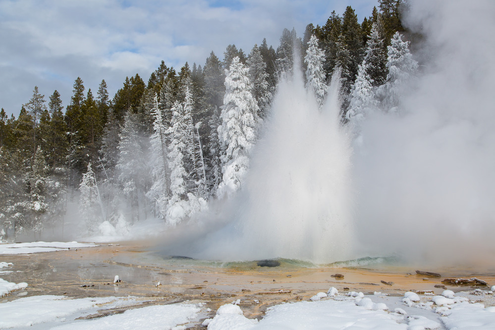 Solitary Geyser erupts in winter with ice on the conifers in the background.