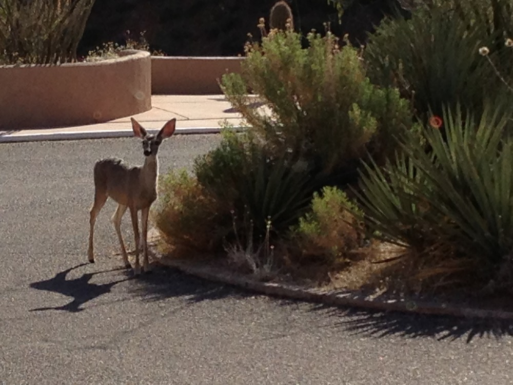 deer in parking lot