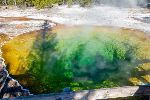 A pool of hot steaming water is shaded partially by a pine tree and people standing on the boardwalk