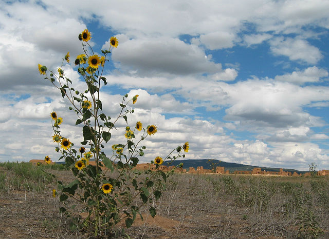 Common Sunflower with dobe remnants in far background