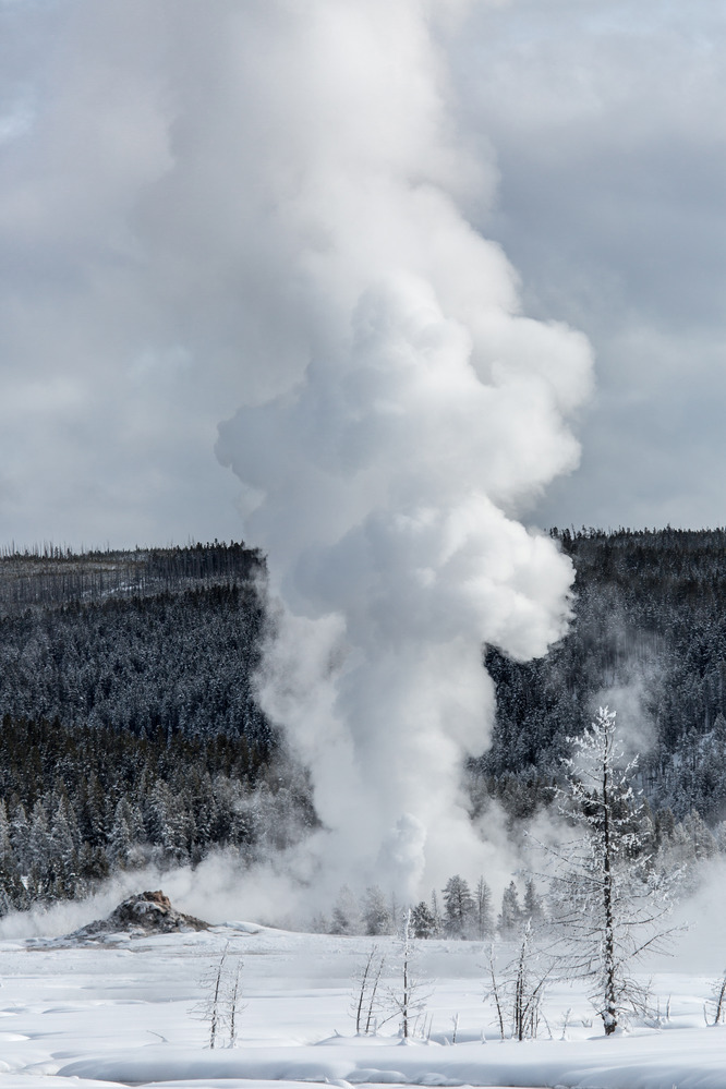 Great Fountain Geyser erupts in winter with a high column of steam in addition to the water.