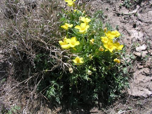 Selenia dissecta. Big Bend National Park, Dog Flat. February 2005
