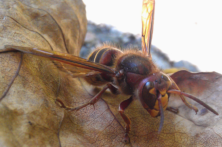 European Hornet