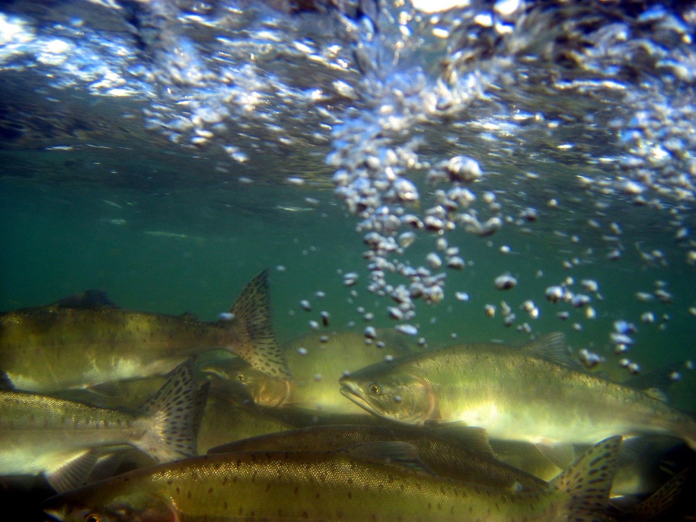 Underwater shot of silver salmon swimming upstream to spawn