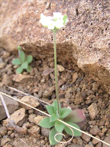 Drabe cuneifolia #. Big Bend National Park, Christmas Mnts. outside park. February 2005