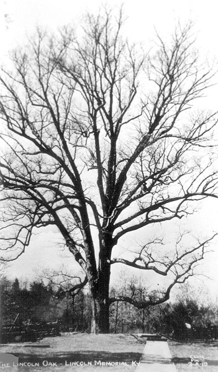 A tall, leafless oak stands expressively at the end of a walkway, marking the edge of the property.