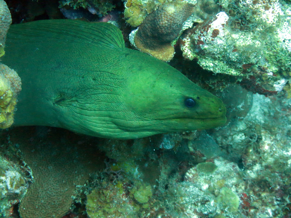 Green Eel