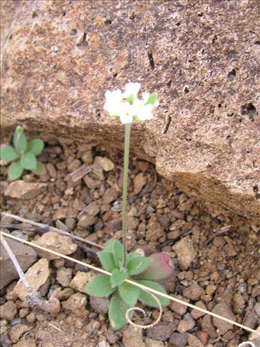 Drabe cuneifolia #. Big Bend National Park, Christmas Mnts. outside park. February 2005