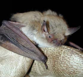 Yuma Myotis