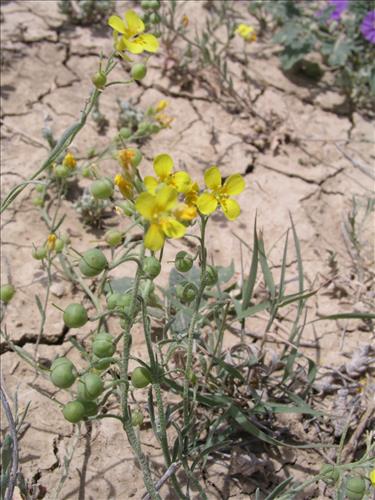 Lesquerella gordonii. Big Bend National Park, Agua Fria Road. April 2004
