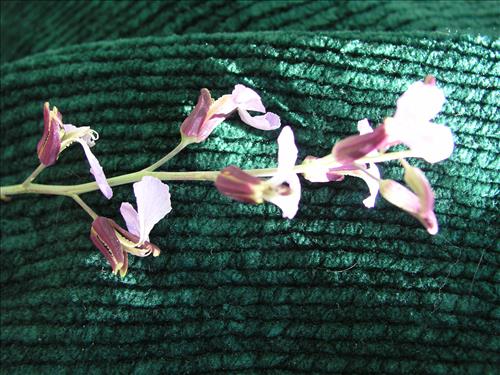 Streptanthus cutleri. Big Bend National Park, Tunnel. March 2004