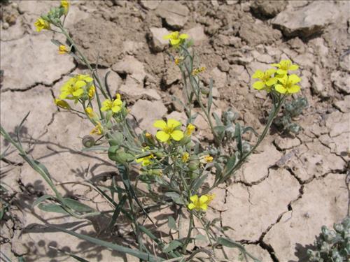 Lesquerella gordonii. Big Bend National Park, Agua Fria Road. April 2004