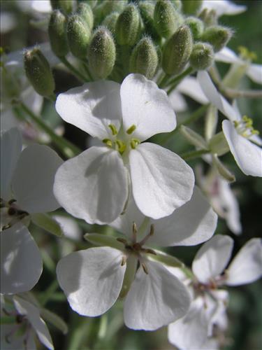Dimorphocarpa wislizeni. Big Bend National Park, Hwy 1776. March 2004