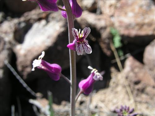 Streptanthus carinatus. Big Bend National Park, Route 13, mile 15. February 2005