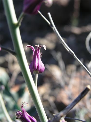 Streptanthus carinatus. Big Bend National Park, Route 13, mile 15. February 2004