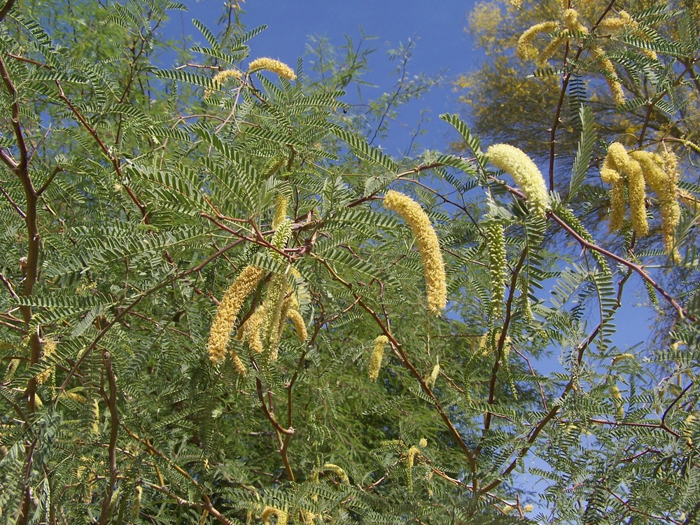 fuzzy yellow blooms of tiny flowers almost look like fat worms on the end of branches