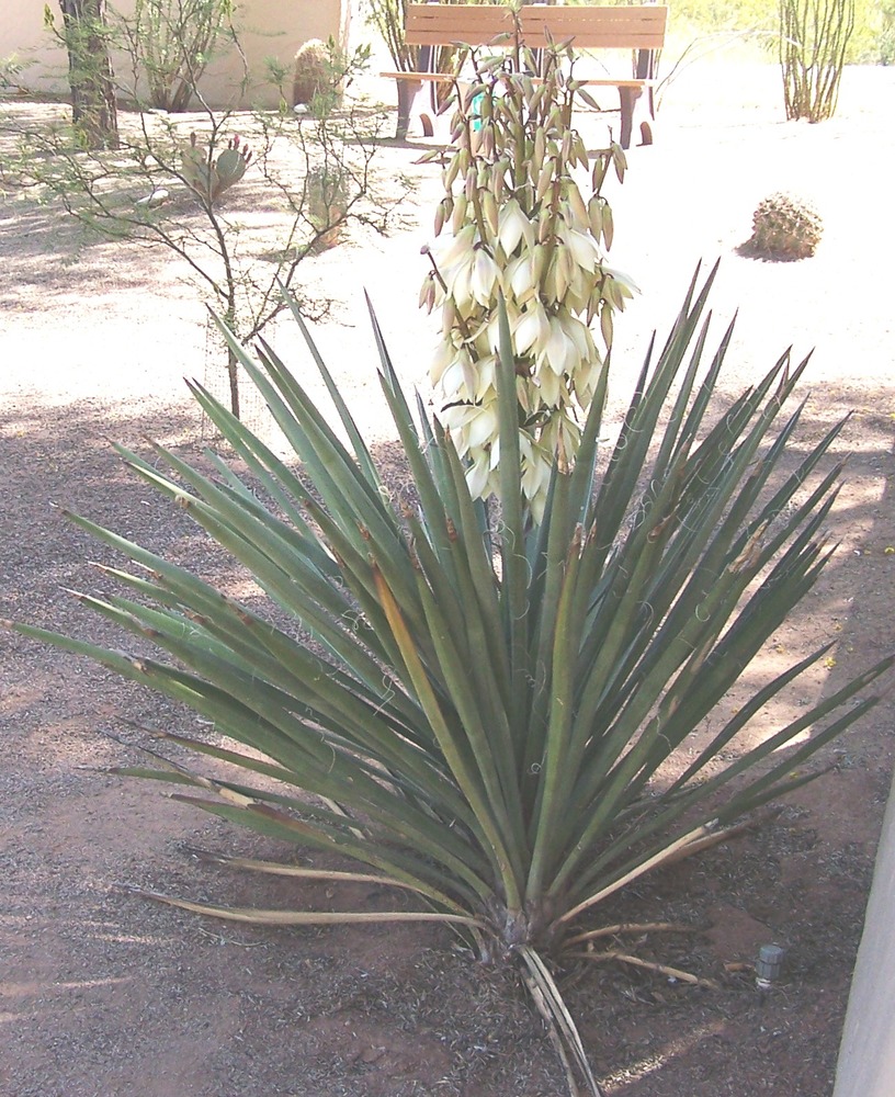 the taller stalk of the yucca bloom with its white flowers about doubles the height of the yucca plant