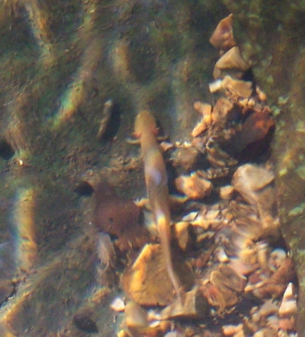 color photo of brownish salamander on rocks underwater