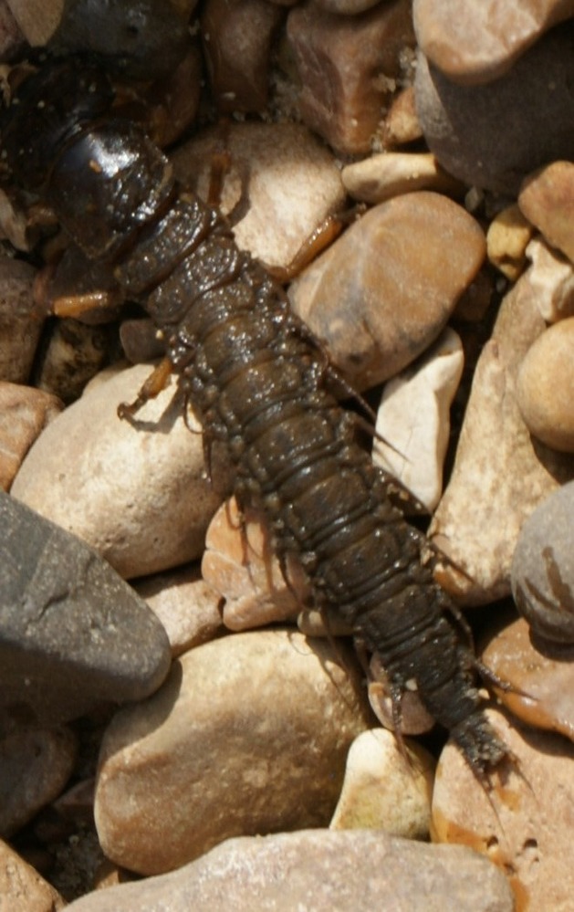 color photo of long, many legged, brown insect on rocks