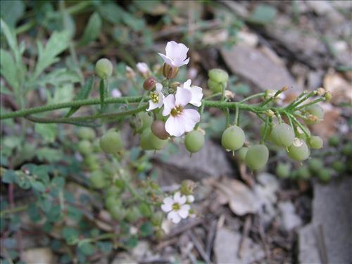 Lesquerella purpurea. Big Bend National Park, Burro Mesa Pouroff, bottom. March 2004