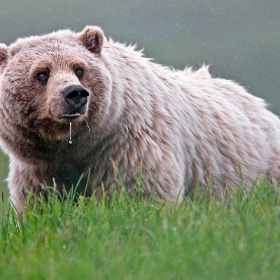 a grizzly bear with a drip of water or drool hanging from its mouth