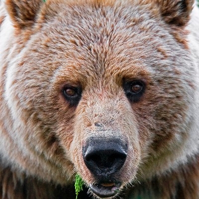 A closeup of a grizzly bear face