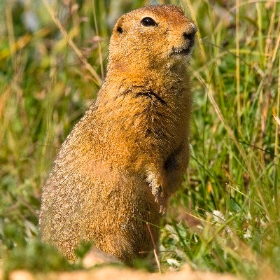 a ground squirrel