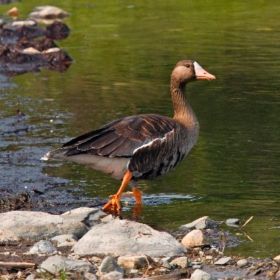 a mostly-brown goose standing next to a pond