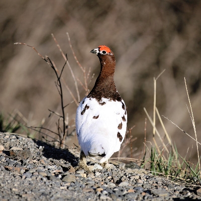 a chicken-sized bird with a white body and brown neck and head