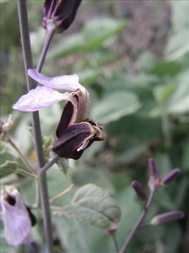 Streptanthus cutleri. Big Bend National Park, Tunnel. March 2007