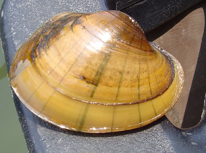 color photo of brown mussel 