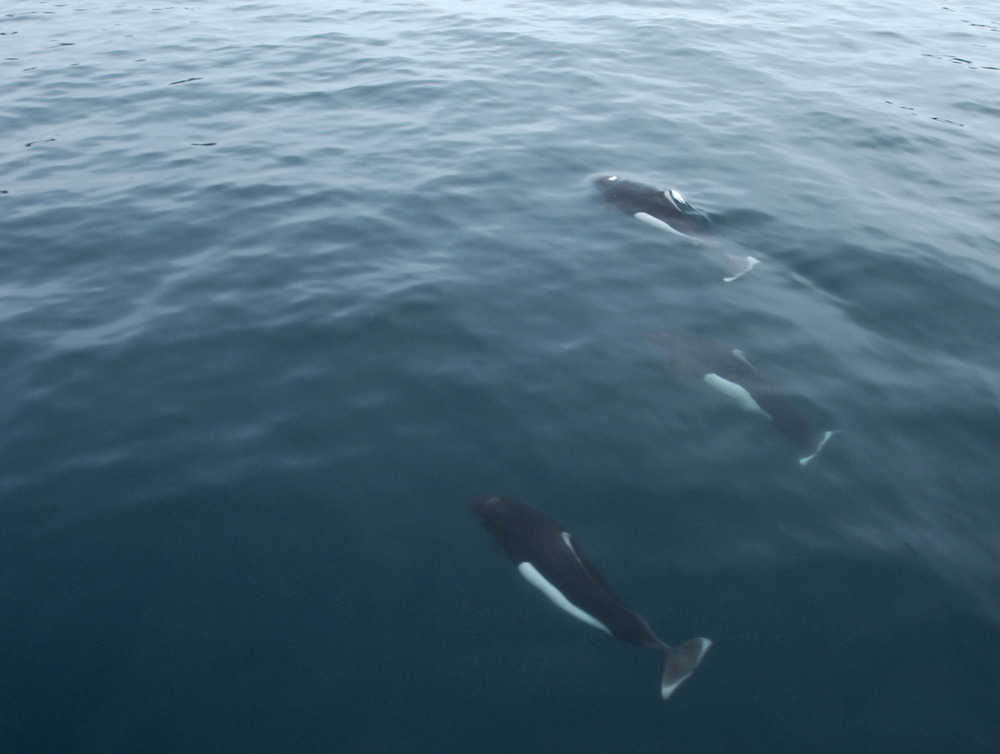 Showing just under the surface, three Dall's porpoises cruise through the water.