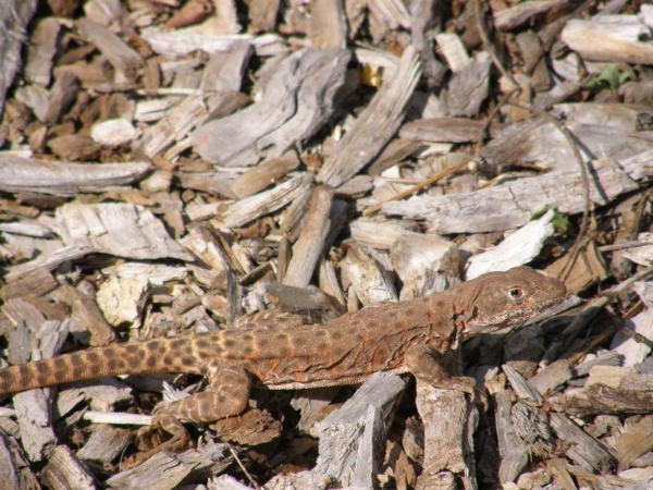 Leopard Lizard (Gambelia Wislezenii)
