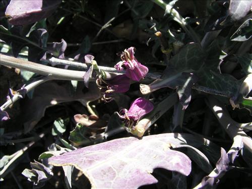 Streptanthus carinatus. Big Bend National Park, Route 13, mile 15. February 2004