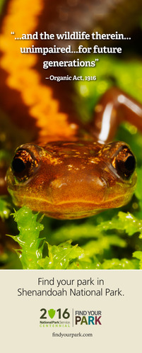 Shenandoah National Park Centennial Poster - Salamander