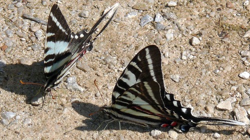 color photo of two black and white striped butterflies with long tails on tan ground
