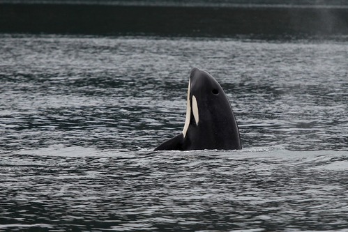 An orca puts it nose and face out of the water, called spy hopping. 