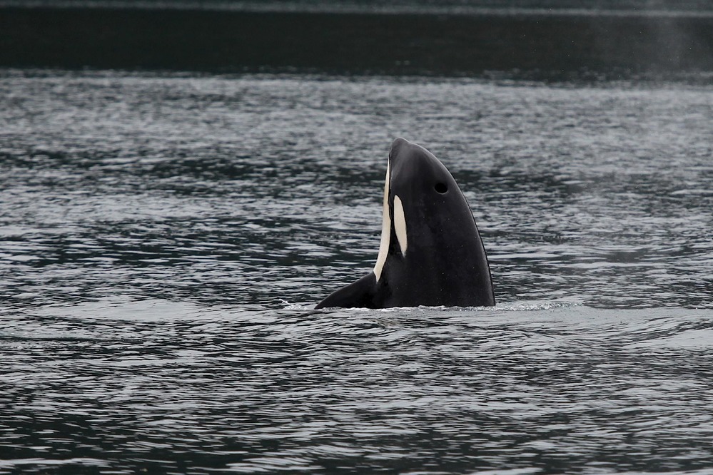 An orca puts it nose and face out of the water, called spy hopping. 