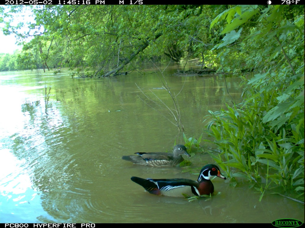 20120502_Reconyx_Wood_duck_pair