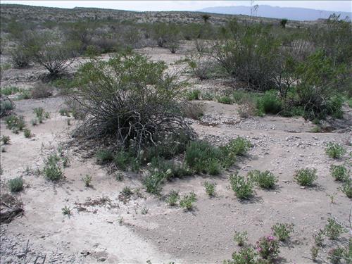 Thelypodium texanum. Big Bend National Park, Tornillo Flat. February 2005