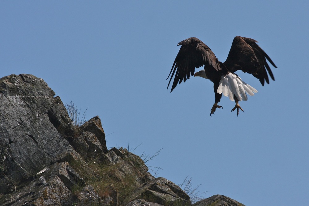 A bald eagle comes in for a landing.