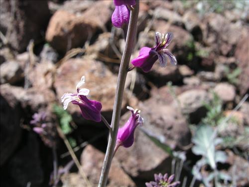 Streptanthus carinatus. Big Bend National Park, Route 13, mile 15. February 2005